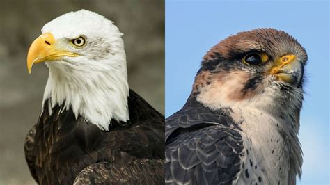 Falcon vs. Eagle: What’s the Difference? (With Pictures) - Optics Mag