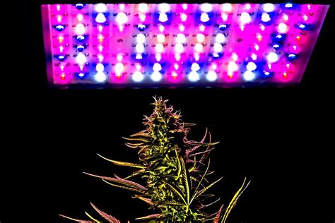 Complete Guide To Using LED Lights For Growing Marijuana - Angrybud.com ツ Light up!