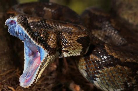 17 Facts About Snake Fangs and Teeth. Do All Snakes Have Teeth? | ExoPetGuides