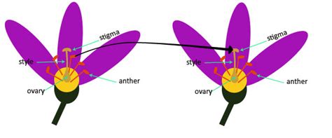 Pollination and Fertilization | Science Lessons for Kids | the K8 School