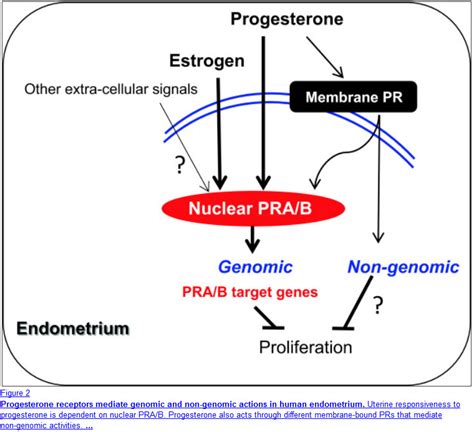 Progesterone and PCOS - What You Need to Know