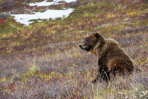 Brown Bear in Denali National Park, Autumn, Interior Alaska - Stock ...