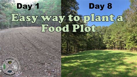 How to plant food plots for deer | Useful Knowledge - YouTube