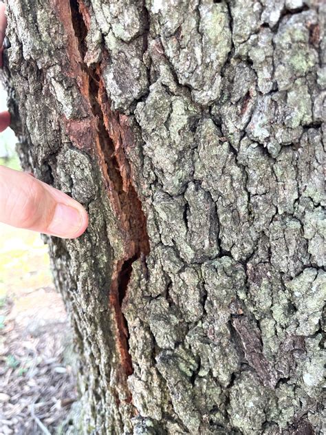 Problem with live oak tree Bark is starting to crack. See pictures