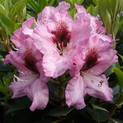 Rhododendron Kokardia - Buy Kokardia Rhododendrons Online - Millais ...