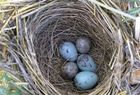 The Beautiful Red-winged Blackbirds | Read This Now | birdingbnb.com