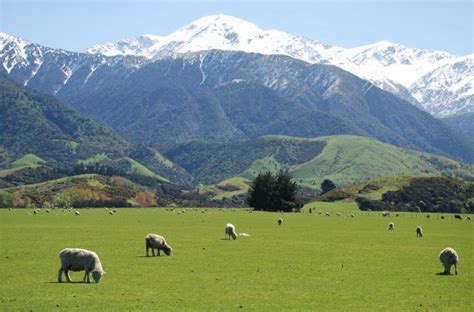 New Zealand Sheep Farm - Photo of Canterbury New Zealand at KiwiWise