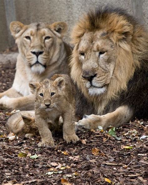 Lion Family - Feline Facts and Information