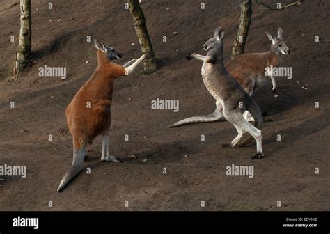 Red Kangaroo Boxing High Resolution Stock Photography and Images - Alamy