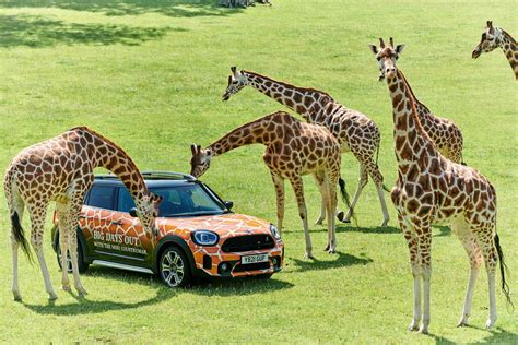 MINI announces roar-some new partnership with Longleat