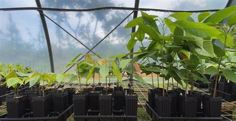 Cacao Farming: Nursery Establishment and Management