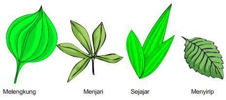 Tulang Daun Padi Menyirip Atau Menjari