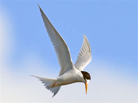 Australian Fairy Tern - eBird