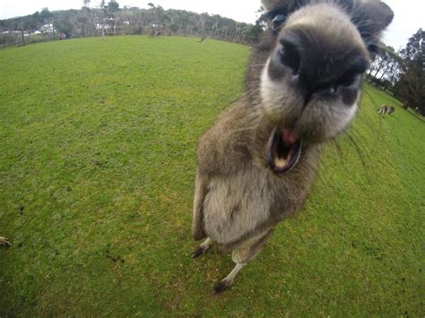 Phillip Island Wildlife Park, The most inquisitive kangaroo I have ever ...