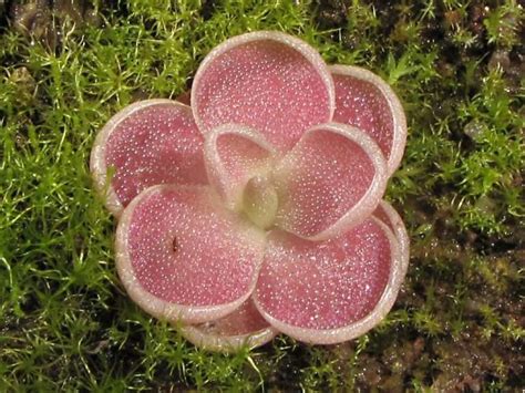 pinguicula-debbertiana - Carnivorous Plant Resource