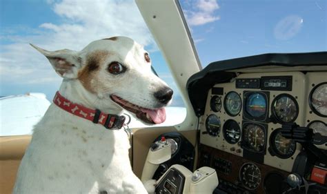 When Dogs Fly High! Airline Rules And Regulations! - Animal Fair