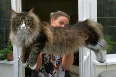 The Maine Coon Size Compared To A Normal Cat - Maine Coon Expert