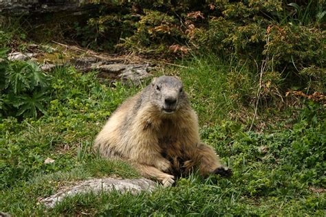 alpine marmot · Free Stock Photo