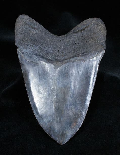 Stunning 5.75 Inch Georgia Megalodon Tooth For Sale (#1657) - FossilEra.com