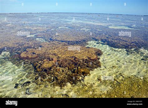 Coral in the lagoon on Lady Elliot Island. Great Barrier Reef, Queensland, Australia Stock Photo ...