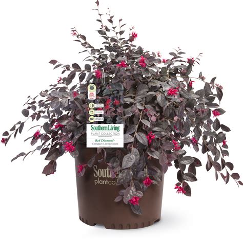 Red Diamond Loropetalum | PlantAddicts.com