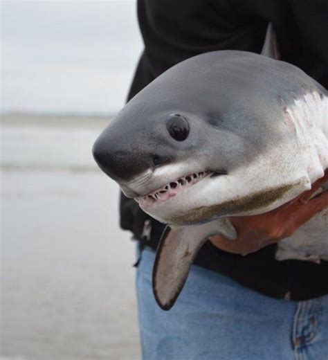 This baby Great White and his tiny little teeth melt my heart : aww Shark Pictures, Shark Photos ...