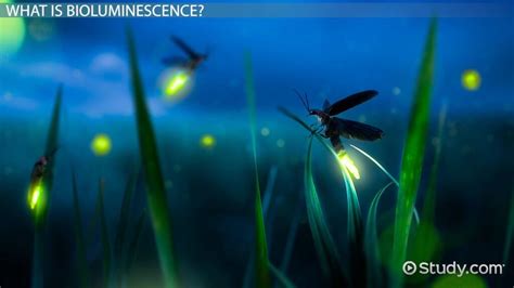 Bioluminescent Plants, Fungi & Bacteria | Overview & Examples - Lesson ...