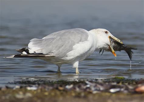 Seagull eats fish stock image. Image of life, white, water - 33110013