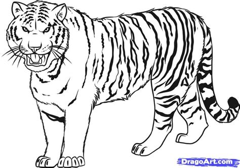 Bengal Tiger Coloring Pages - Free Printable Coloring Pages