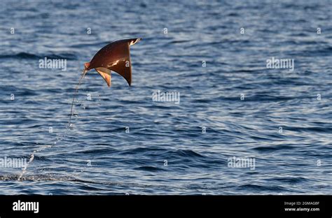 Munk's Mobula Ray - Mobula munkiana Stock Photo - Alamy