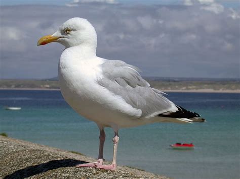 7 best Seagulls images on Pinterest | The seagull, Bird and Gulls