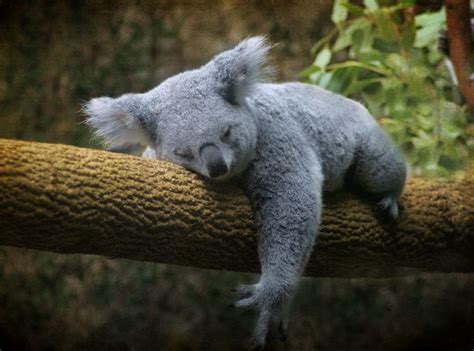 30 Adorable Photos of Koalas Sleeping on Trees