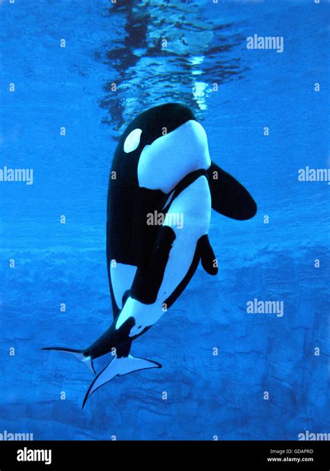 Killer Whale, orcinus orca, Female with Calf Stock Photo - Alamy