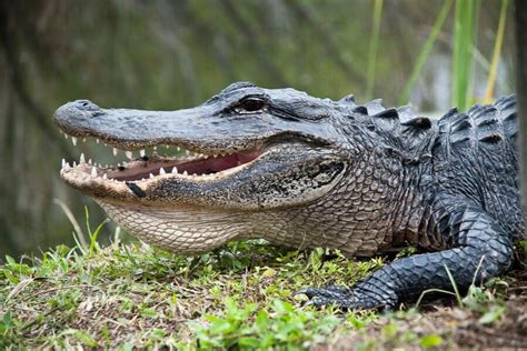 Alligators In The Everglades: Everything You Ever Wanted to Know ...