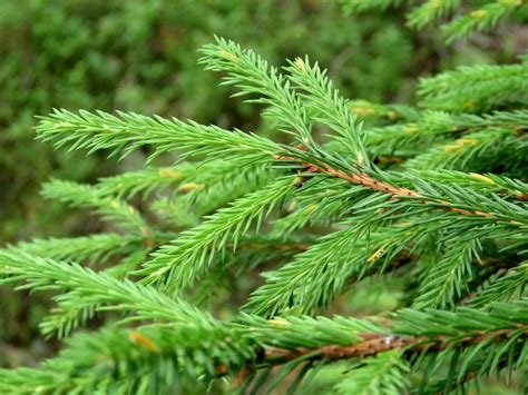 Cryptomeria Radicans for Sale - Buying & Growing Guide - Trees.com