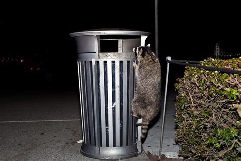 How to Keep Raccoon Out of Your Trash