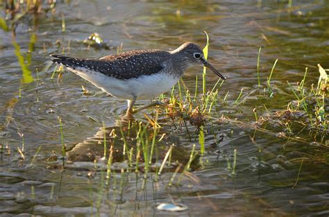 Solitary Sandpiper 2 Photograph by James Petersen | Fine Art America