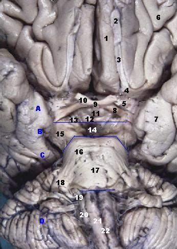 Olfactory Anatomy – Introduction to Sensation and Perception