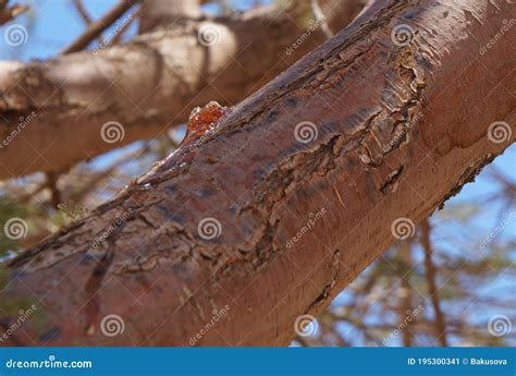 Gum Arabic Also Known As Gum Sudani on Acacia Tree Bark Stock Image ...