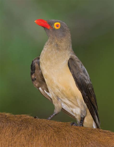 Red-billed oxpecker | bird | Britannica