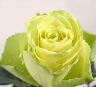 Wholesale roses, usa wholesale roses, italian wholesale roses suppliers, florist vendors ...