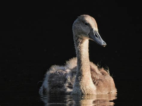 Baby Swan Bird Water - Free photo on Pixabay - Pixabay