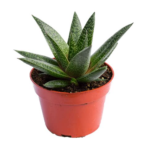 Gasteria Flow for Sale| Buy Succulens Online| The Succulent Store