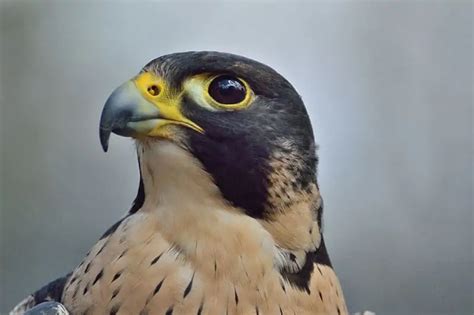 14 Interesting Peregrine Falcon Facts (With Pictures) - Bird Feeder Hub