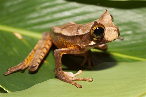 Gastrotheca cornuta | Brian Gratwicke | Flickr