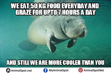 Fat Manatee Meme