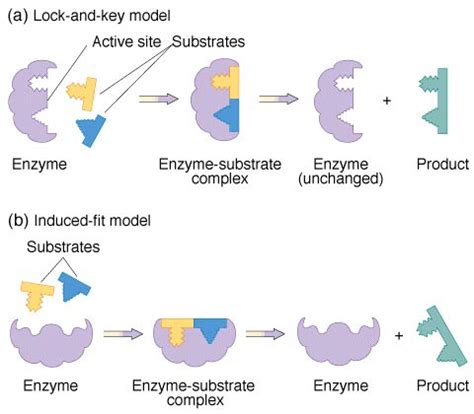 Enzymes