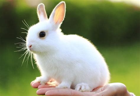 Cute White Rabbit : r/aww