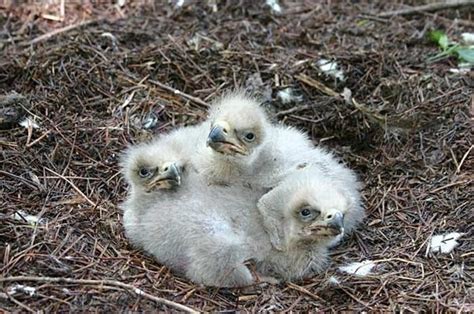 Cute Baby Eagles (25 pics)