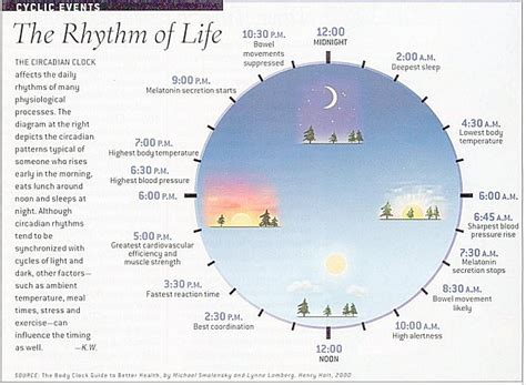 New ‘Light’ On Fascinating Rhythms Of Circadian Clock | intellectual ...